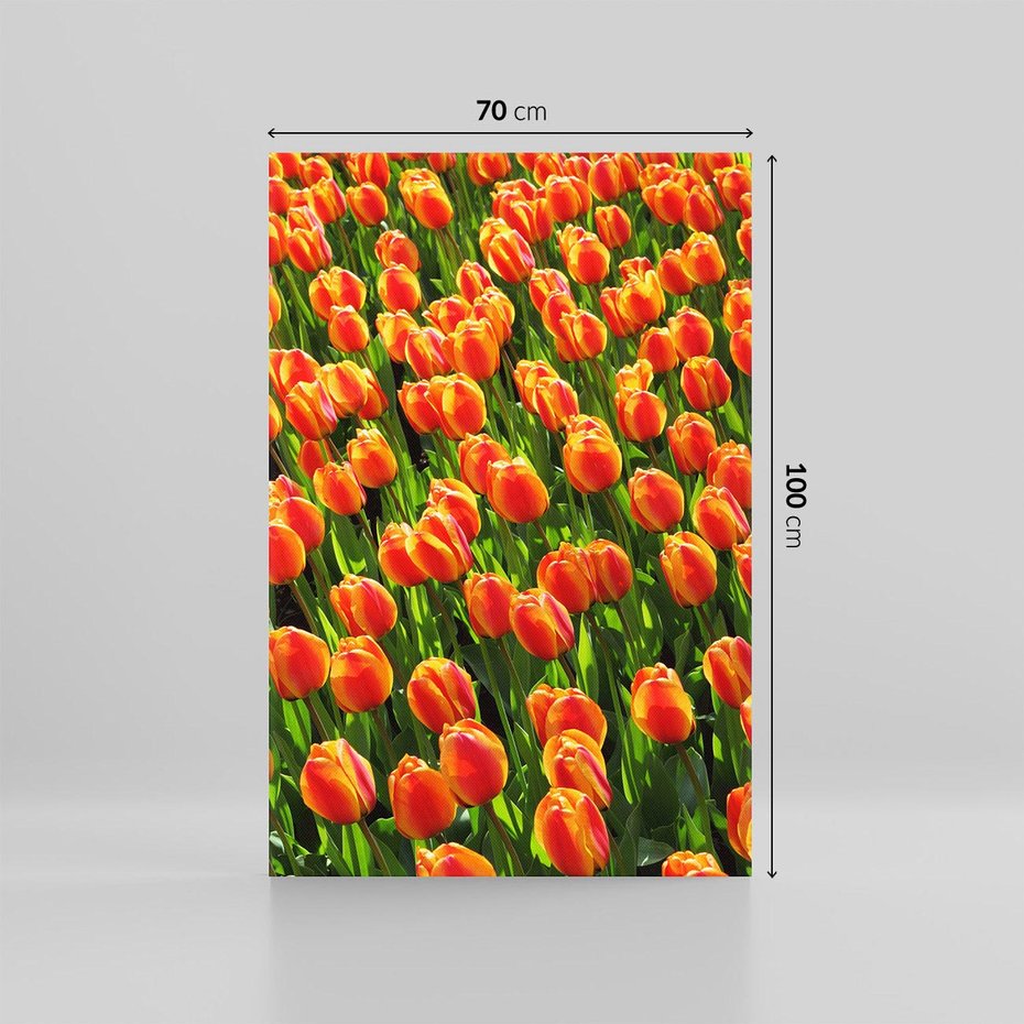 Obraz na płótnie 70x100 - Urok tulipanów piękno kwiatów - tulipany, kwiaty
