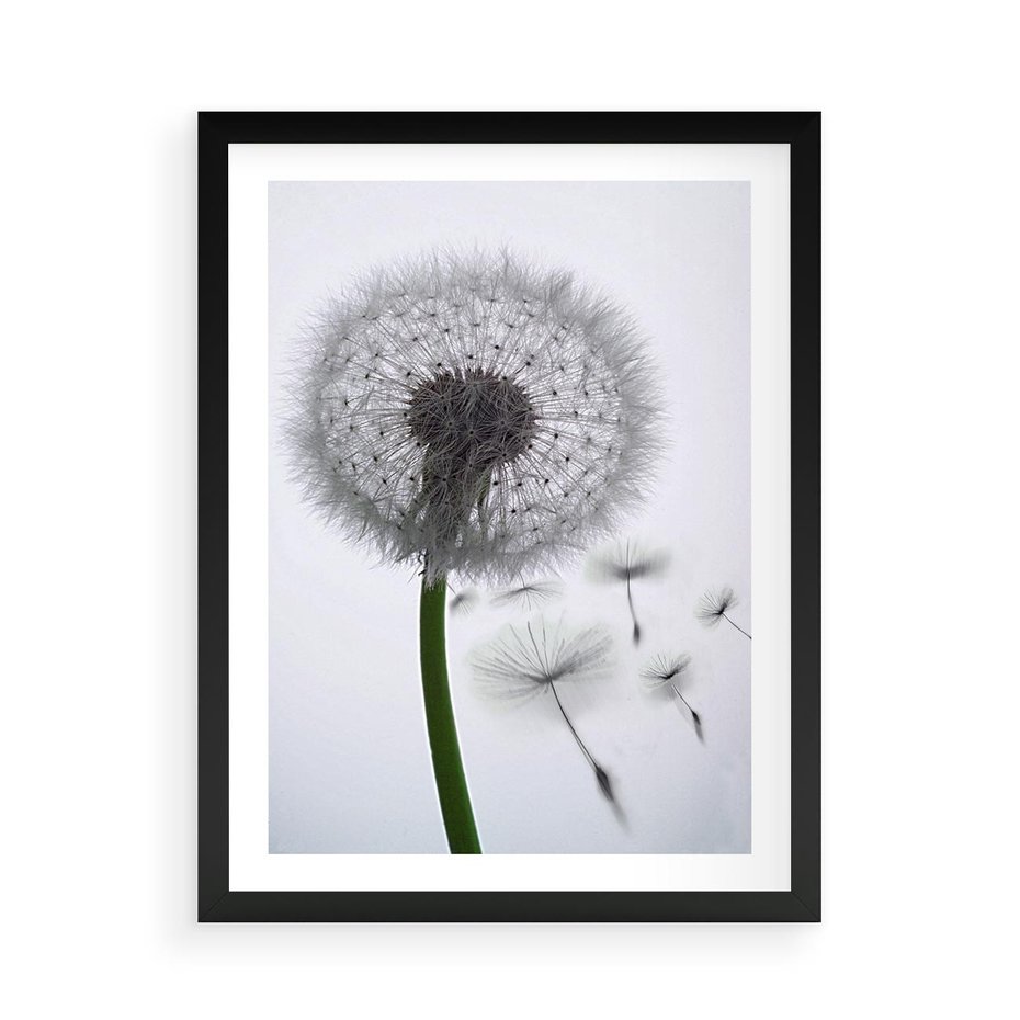 Plakat w ramie 50x70 - Lekkość Przemijania - dmuchawiec, makro - rama czarna