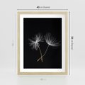 Plakat w ramie 40x50 - Delikatność Wiatru - dmuchawce, makro - rama drewno