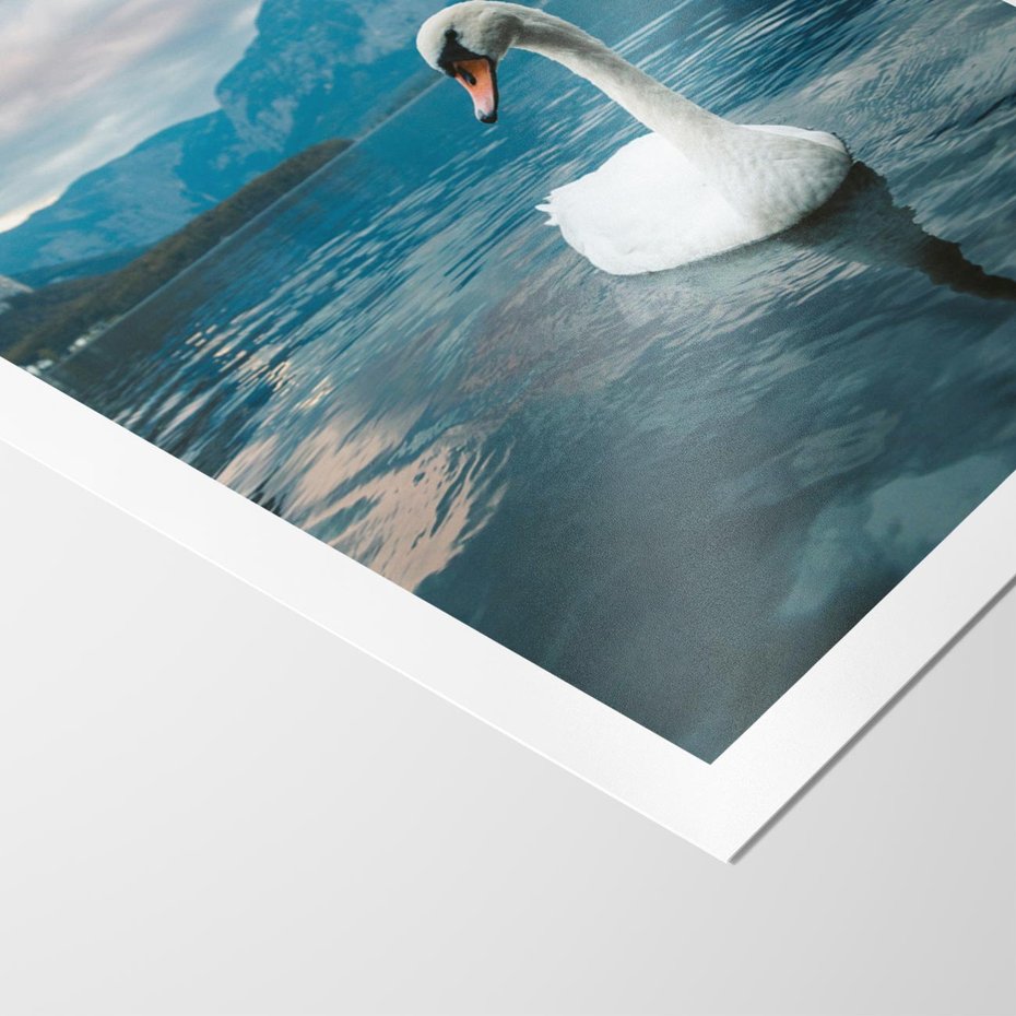 Plakat bez ramy 50x70 - Łabędzi Śpiew - fotografia, plakat