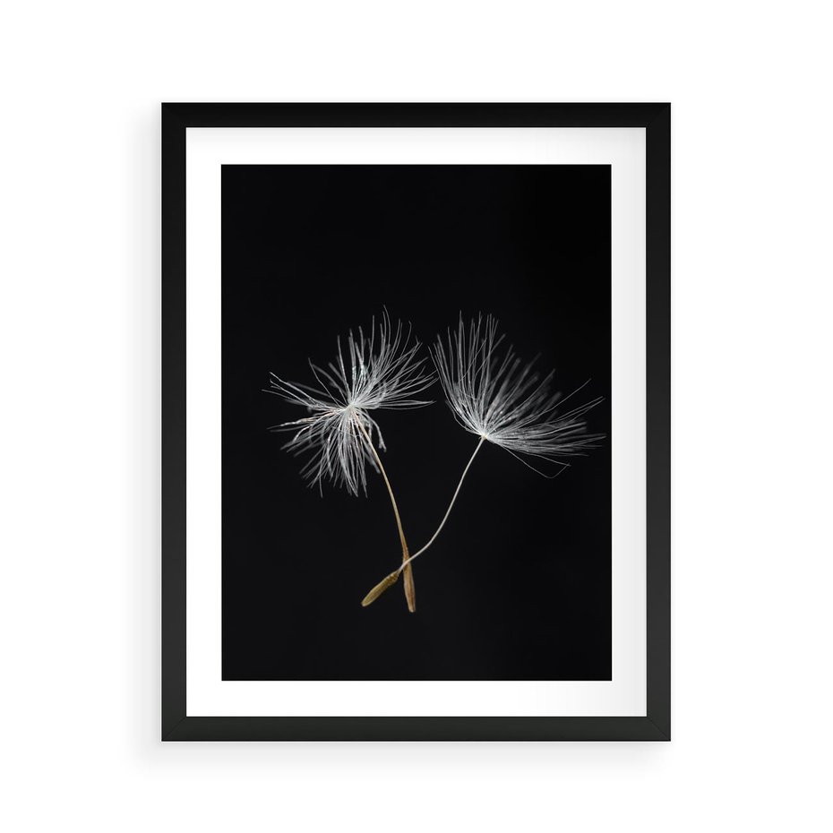 Plakat w ramie 40x50 - Delikatność Wiatru - dmuchawce, makro - rama czarna