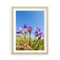 Plakat w ramie 50x70 - Kwiatowa siła łąki - kwiaty, łąka - rama drewno
