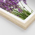 Plakat w ramie 30x40 - Pola lawendy w pełnym rozkwicie - lawenda, kwiaty - rama drewno