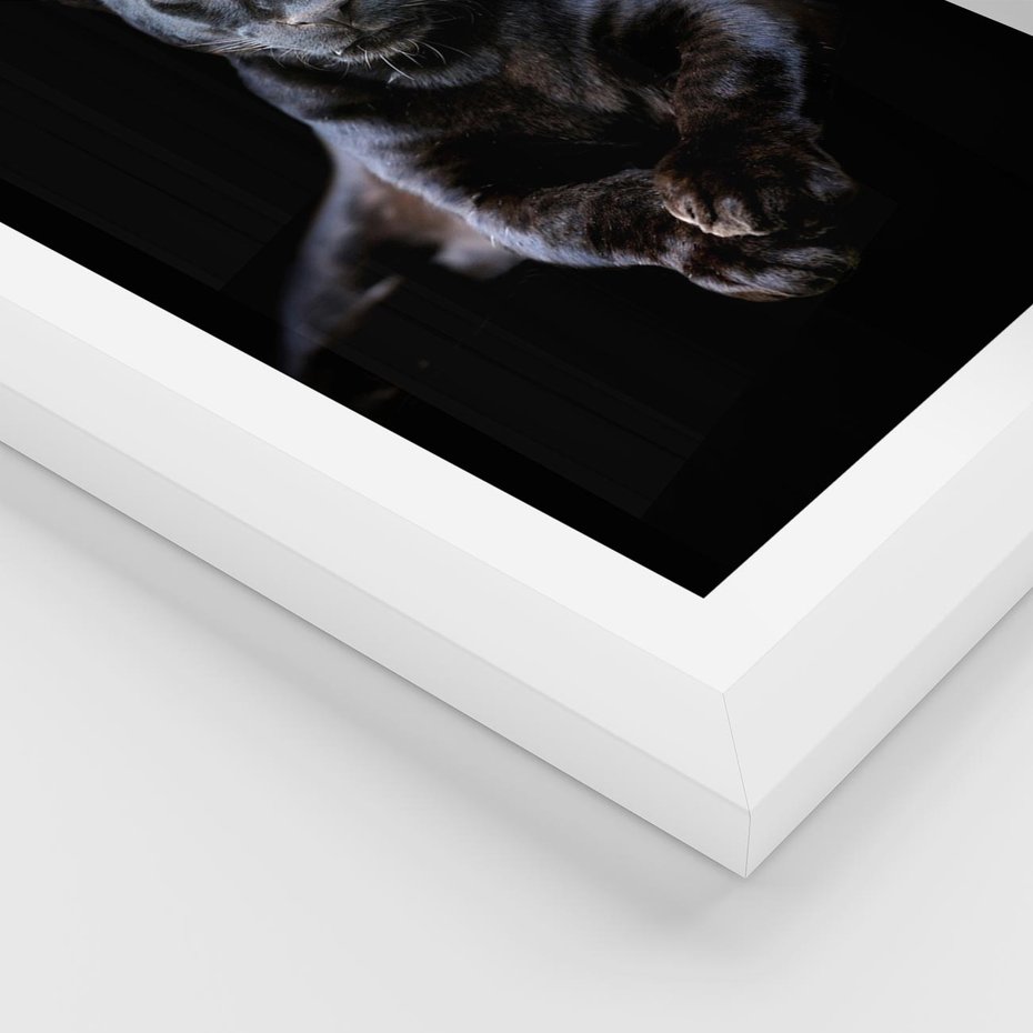 Plakat w ramie 40x50 - Czarna pantera: majestat i siła - czarna, pantera - rama biała