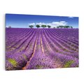Obraz na płótnie 100x70 - pola wonnych kwiatów - lawenda, kwiaty