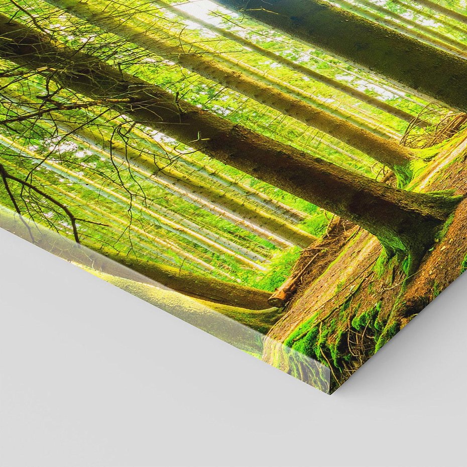 Obraz na płótnie 120x60 - Las w pełnym rozkwicie - las, drzewa