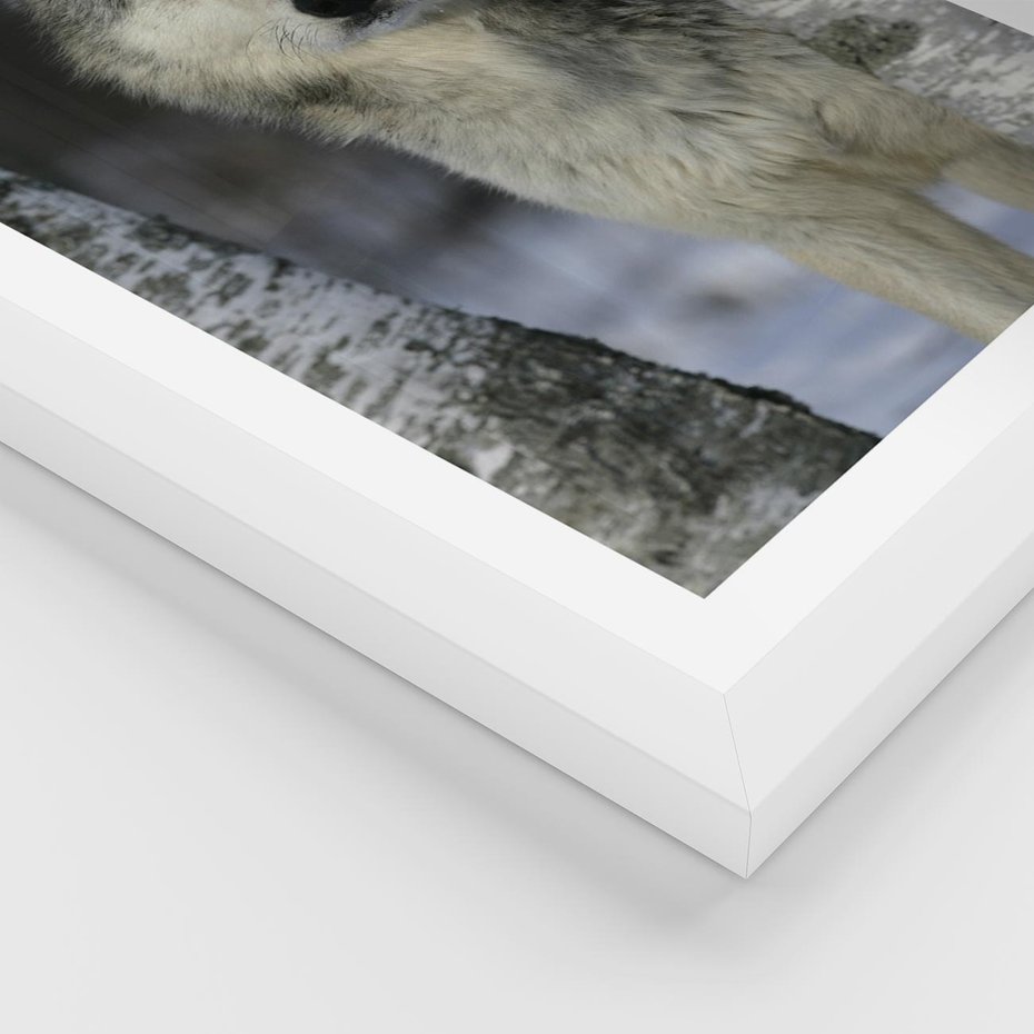 Plakat w ramie 40x50 - Wilk w Zimowym Lesie - wilk, las - rama biała