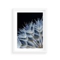 Plakat w ramie 30x40 - Makro piękno dmuchawców - makro, dmuchawce - rama biała