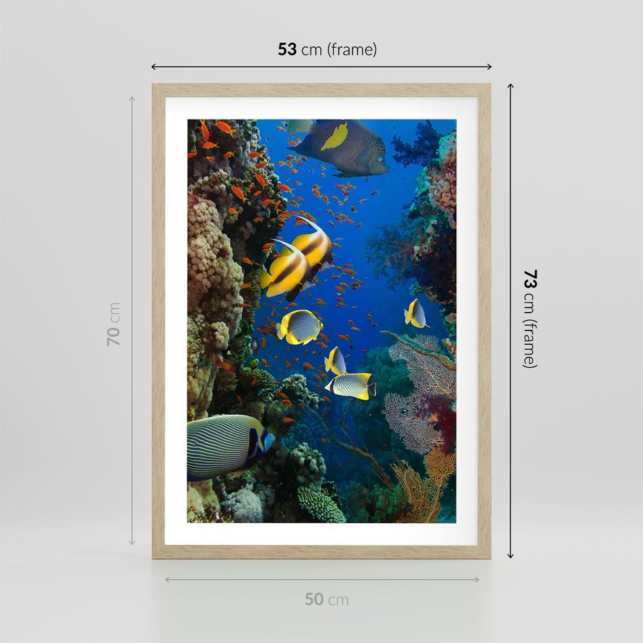 Plakat w ramie 50x70 - Podwodne królestwo rafy koralowej - rafa, koralowa - rama drewno