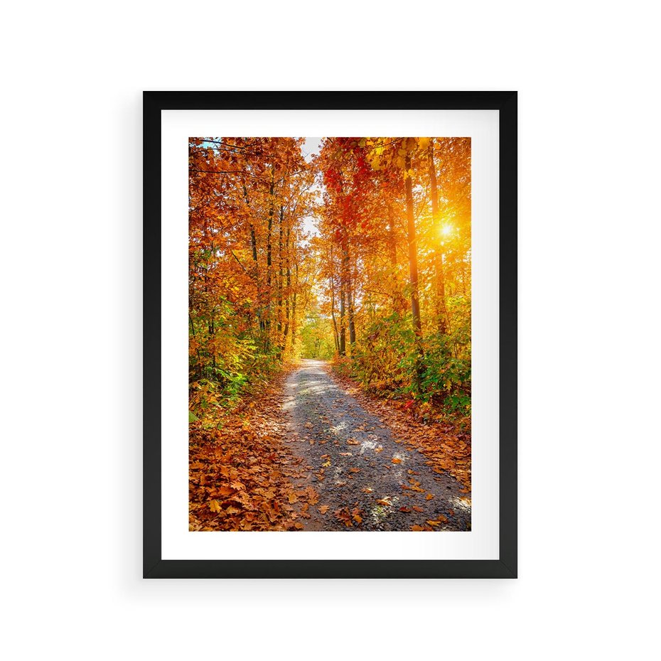 Plakat w ramie 30x40 - Kolorowe drzewa na ścieżce jesieni - las, jesień - rama czarna