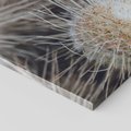 Obraz na płótnie 80x80 - Ulotna Piękność Natury - makro, dmuchawce