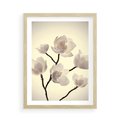 Plakat w ramie 50x70 - Elegancja Natury - magnolia, białe - rama drewno