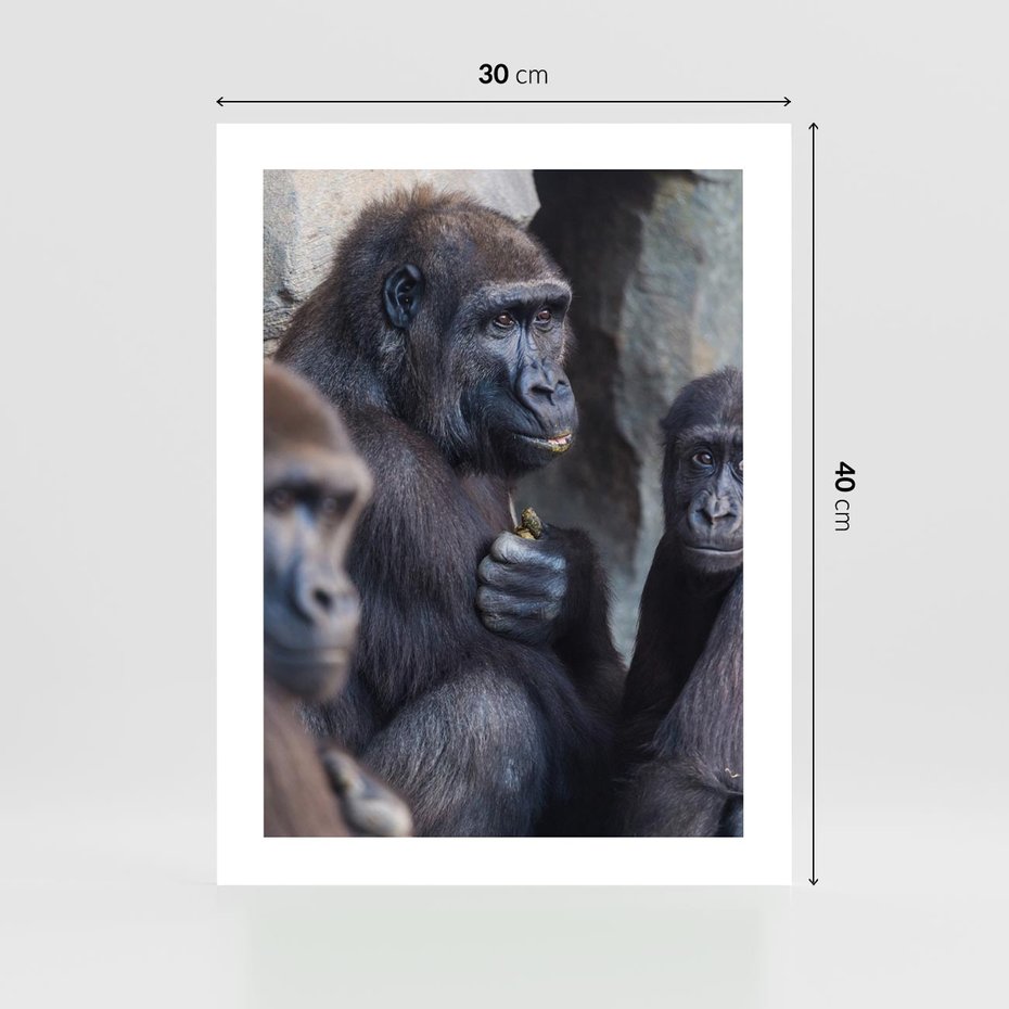 Plakat bez ramy 30x40 - Małpy w ich naturalnym środowisku - małpy, szympansy