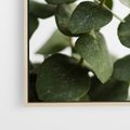 Obraz w ramie 80x80 - Zielone eukaliptusy - eukaliptus, liście - rama drewno