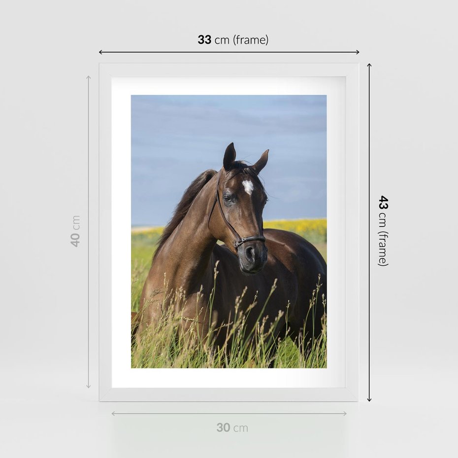Plakat w ramie 30x40 - Siła i piękno natury - koń, łąka - rama biała