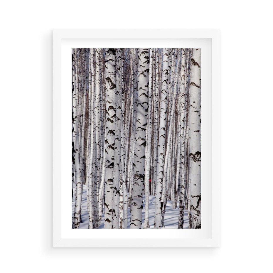 Plakat w ramie 50x70 - Lśniące Brzozy - brzozy, las - rama biała