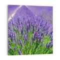 Obraz na płótnie 70x70 - Lawendowe pola piękno natury - lawenda, kwiaty