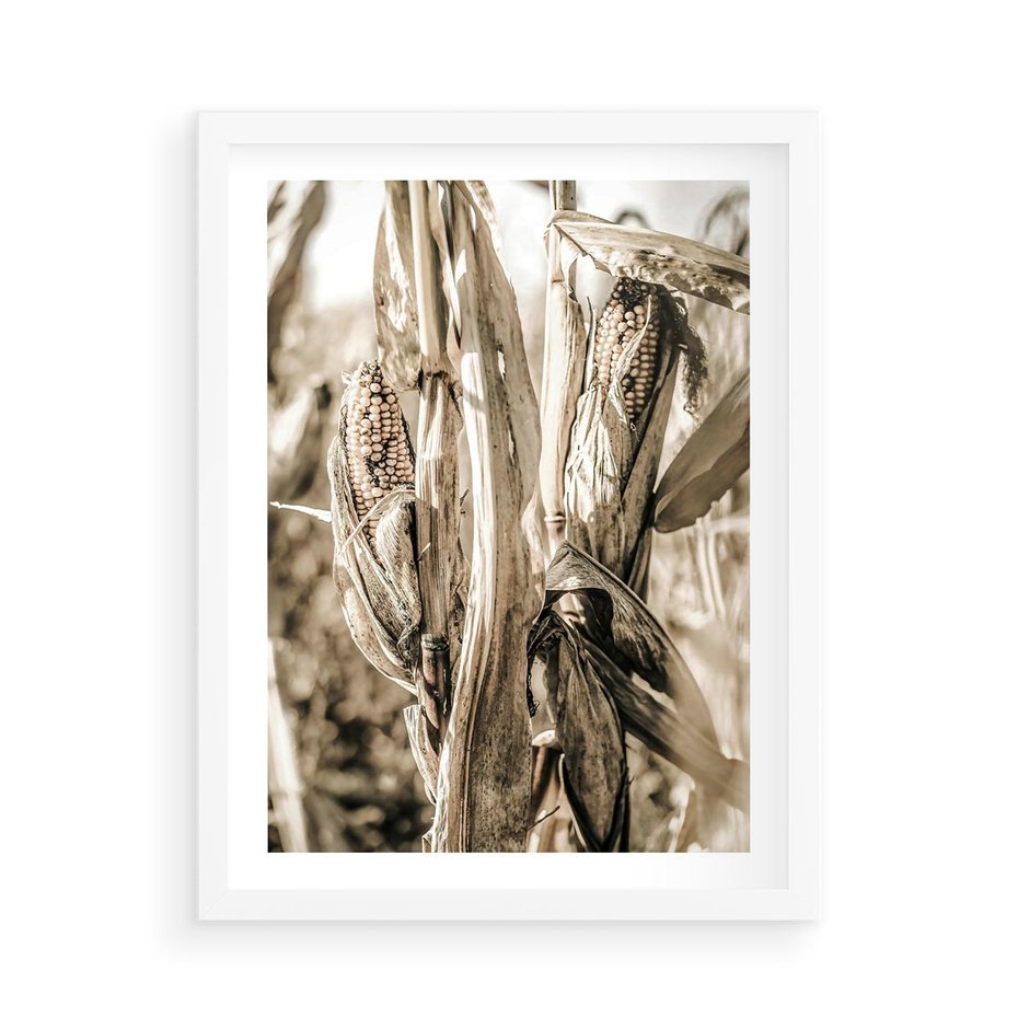 Plakat w ramie 50x70 - Retro Pole Kukurydzy - retro zdjęcie, sepia - rama biała