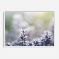 Obraz w ramie 120x80 - Delikatna Uroda Natury - wrzosy, fiolet - rama biała