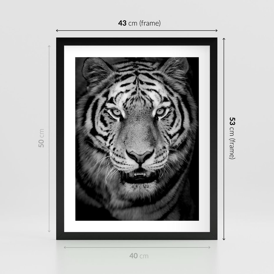 Plakat w ramie 40x50 - Tygrys Czarno-Biały: Siła i Delikatność - tygrys, czarno - rama czarna