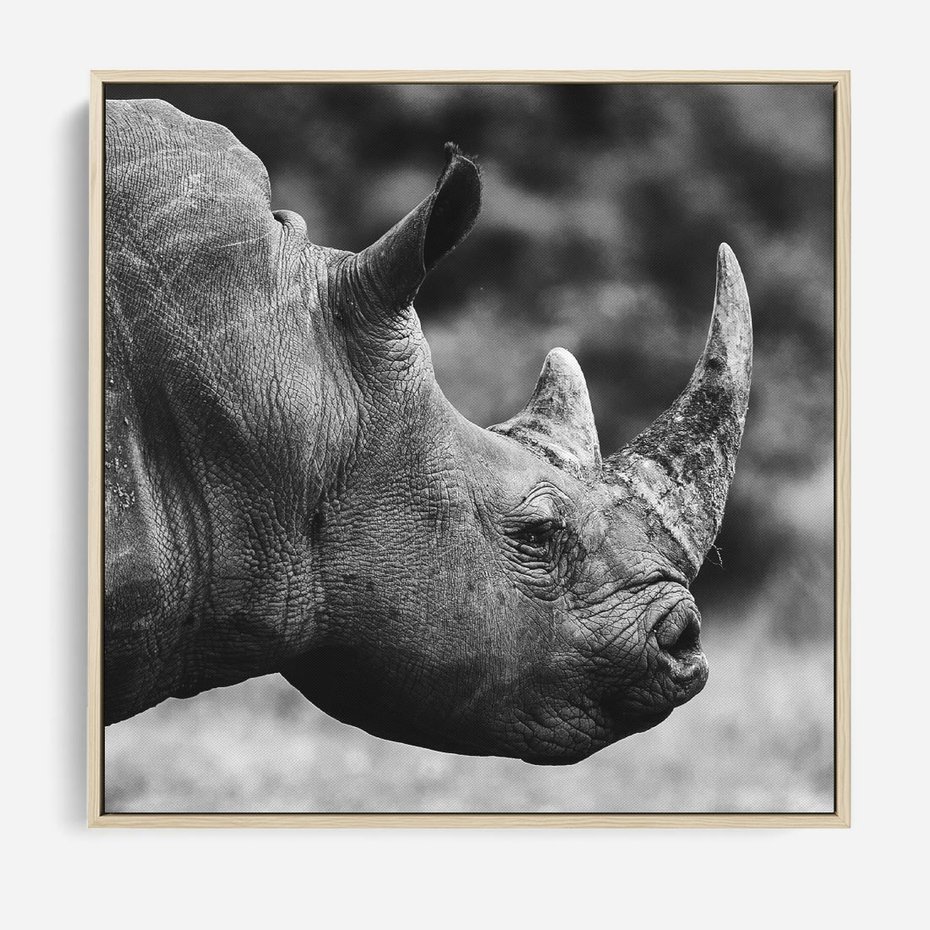 Obraz w ramie 80x80 - Potęga Afryki - czarno biała fotografia, zbliżenie na postać nosorożca - rama drewno