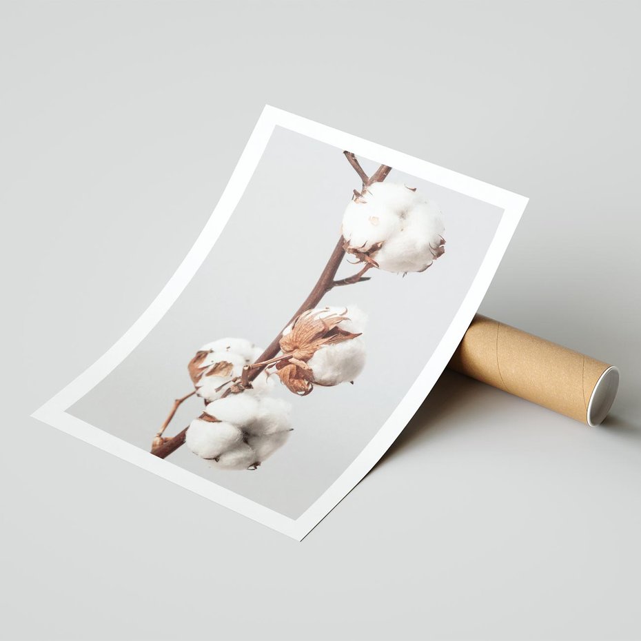 Plakat bez ramy 21x30 - Spokojna Gałązka Bawełny - gałązka bawełny, prosta spokojna fotografia