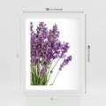 Plakat w ramie 30x40 - Pola lawendy w pełnym rozkwicie - lawenda, kwiaty - rama biała