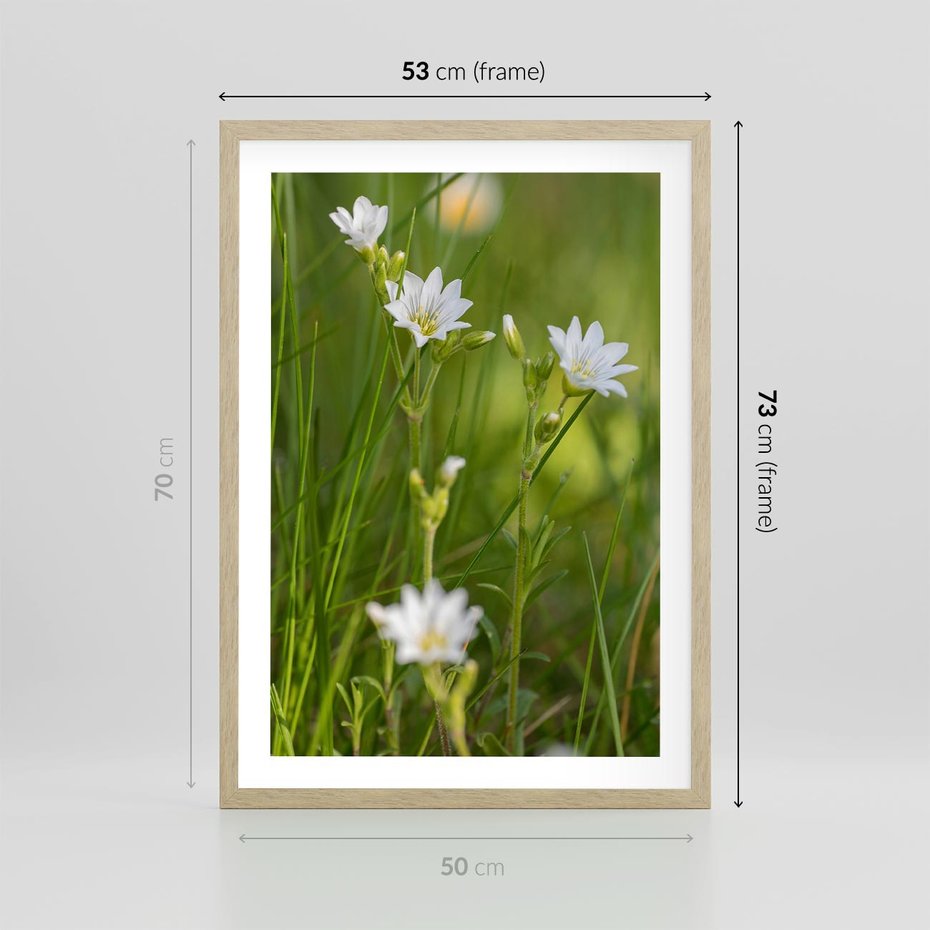 Plakat w ramie 50x70 - Kolorowa łąka - stokrotki, łąka - rama drewno