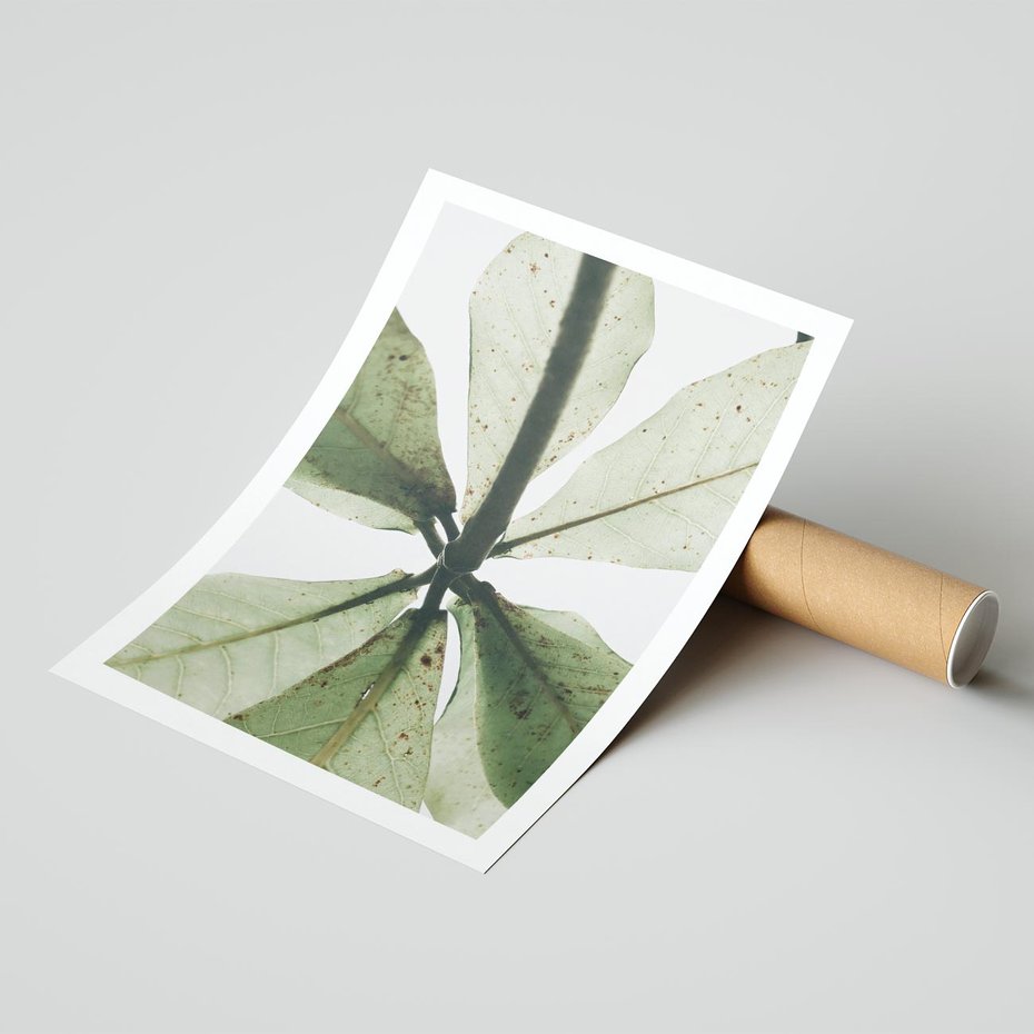 Plakat bez ramy 21x30 - Jasna Zieleń w Makro - makro zdjęcie liści, jasna zieleń