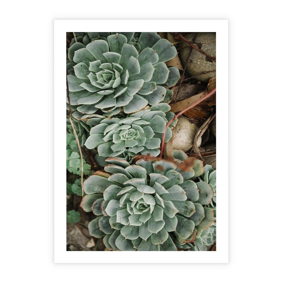 Plakat bez ramy 21x30 - Zielona Uroda Sukulentów - sukulenty, zielone liście