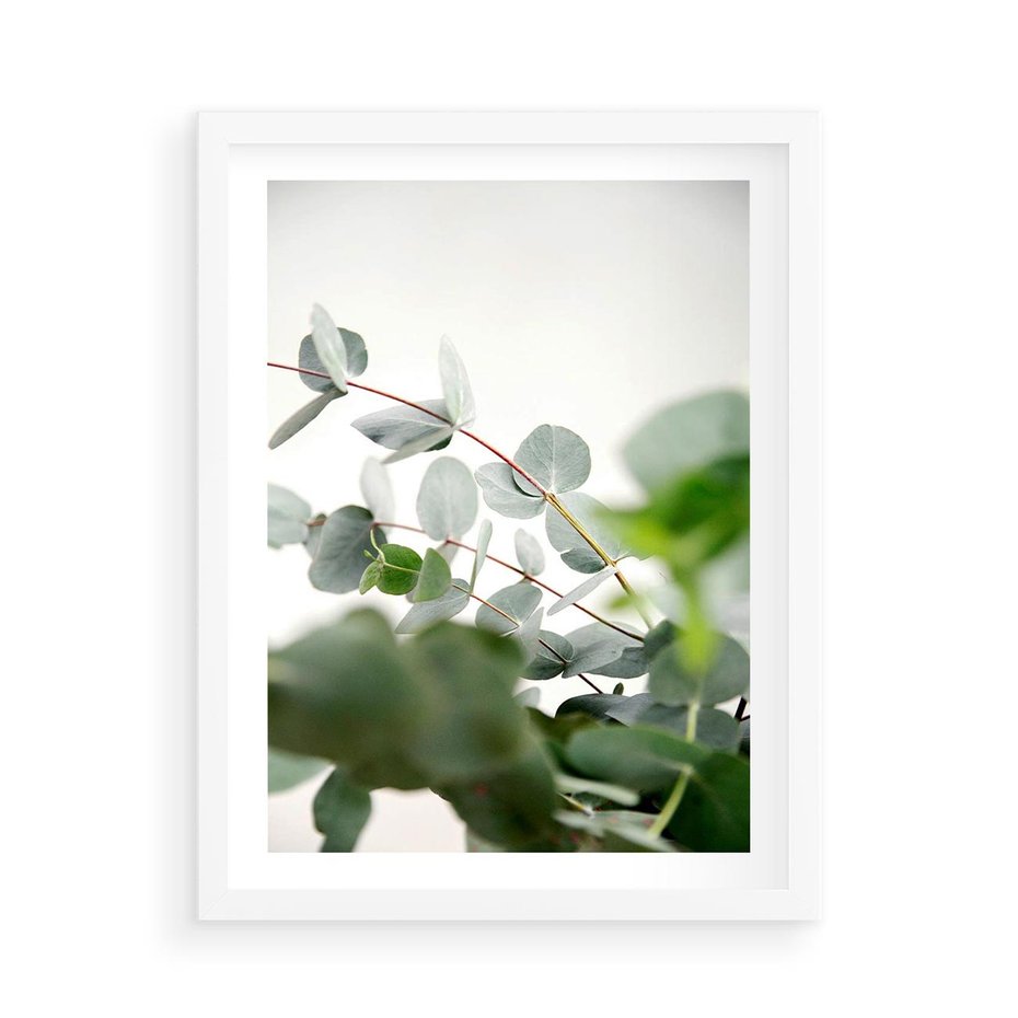 Plakat w ramie 50x70 - Zielony Świat Eukaliptusa - eukaliptus, fotografia - rama biała