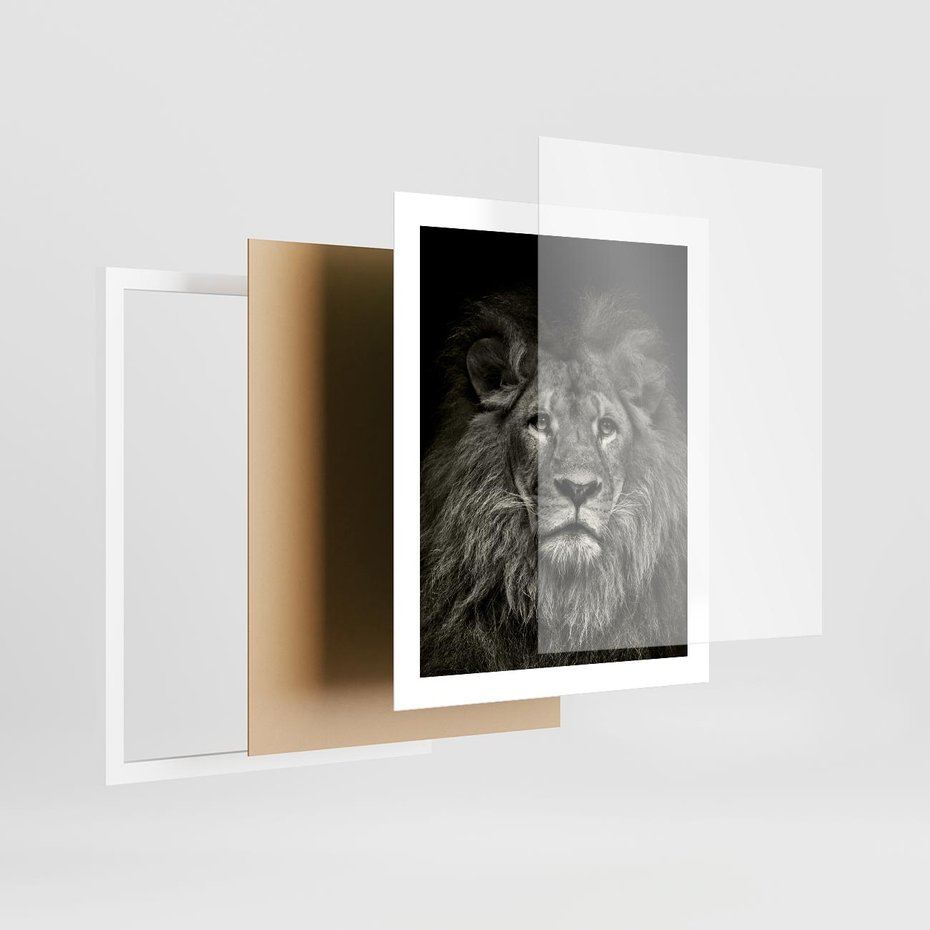 Plakat w ramie 40x50 - Moc lewego spojrzenia - lew, czarno - rama biała
