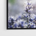 Obraz w ramie 50x50 - Delikatna Uroda Natury - wrzosy, fiolet - rama czarna