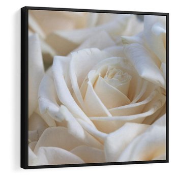 Obraz w ramie 50x50 - Białe róże piękności - białe, róże - rama czarna