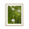 Plakat w ramie 40x50 - Kolorowa łąka - stokrotki, łąka - rama drewno
