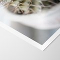 Plakat bez ramy 21x30 - Kaktus w Zbliżeniu - kaktus, igły