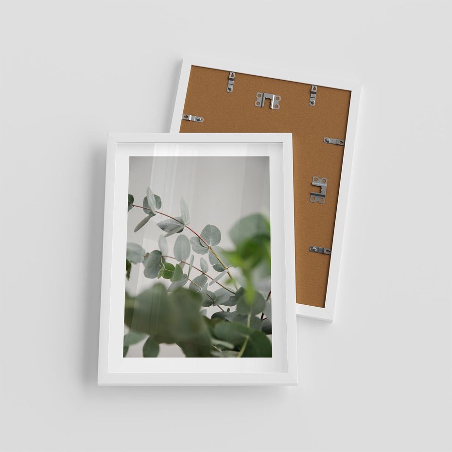 Plakat w ramie 30x40 - Liście eukaliptusa w naturze - eukaliptus, liście - rama biała