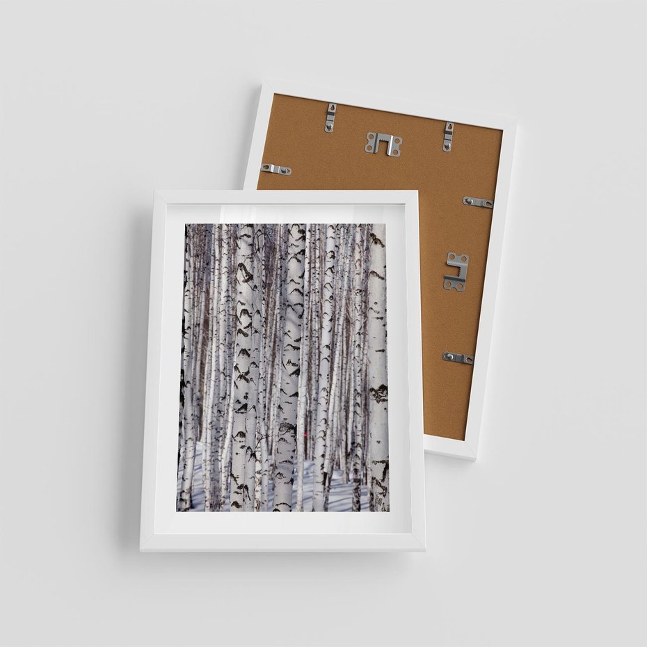 Plakat w ramie 30x40 - Lśniące Brzozy - brzozy, las - rama biała