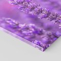 Obraz na płótnie 120x80 - Fioletowa harmonia lawendy - lawenda, fiolet