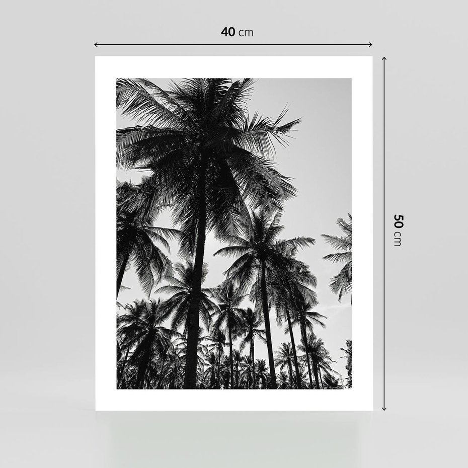 Plakat bez ramy 40x50 - Mono Tropiki - palmy, drzewa palmowe