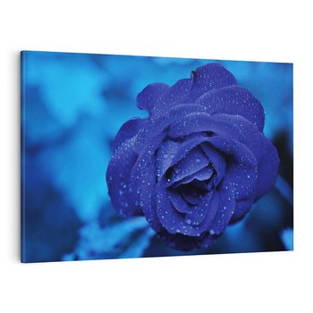 Obraz na płótnie 120x80 - Róża w pełnym rozkwicie - róża, kwiat