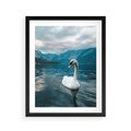 Plakat w ramie 40x50 - Łabędzi Śpiew - fotografia, plakat - rama czarna