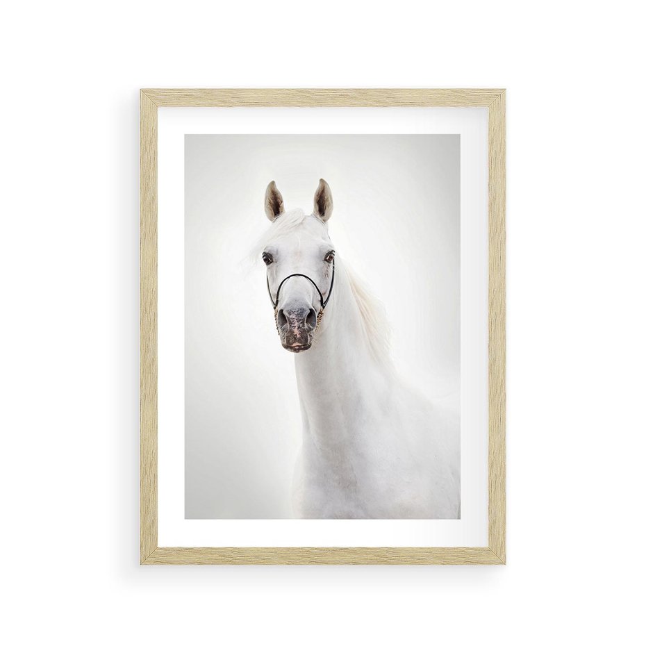 Plakat w ramie 30x40 - Elegancja białego konia - biały, koń - rama drewno