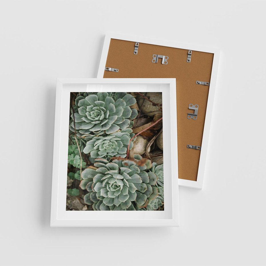 Plakat w ramie 40x50 - Zielona Uroda Sukulentów - sukulenty, zielone liście - rama biała