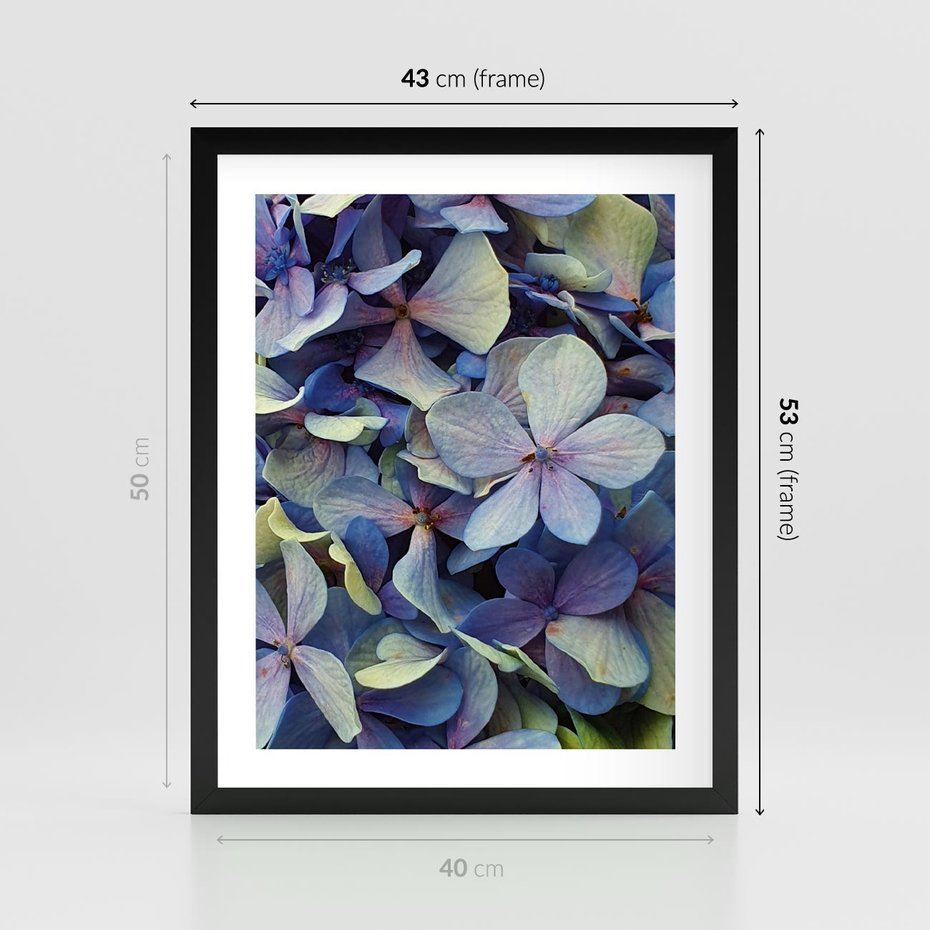 Plakat w ramie 40x50 - Hortensja - delikatność kwiatów - hortensja, kwiaty - rama czarna