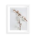 Plakat w ramie 40x50 - Gałęzie Bawełny na Białym Tle - gałęzie bawełny na białym tle, minimalizm - rama biała