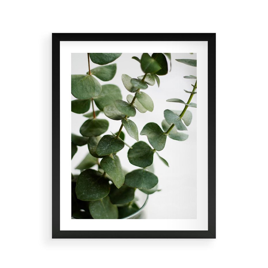 Plakat w ramie 40x50 - Zielone eukaliptusy - eukaliptus, liście - rama czarna