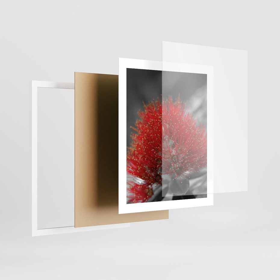 Plakat w ramie 40x50 - Ukwiał na rafie koralowej - ukwiał, rafa - rama biała