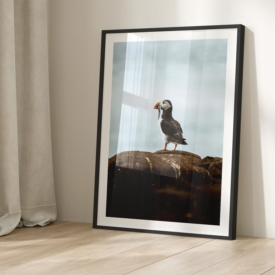 Plakat w ramie 40x50 - Portret Ptaka Morskiego - maskonur, ptak - rama czarna