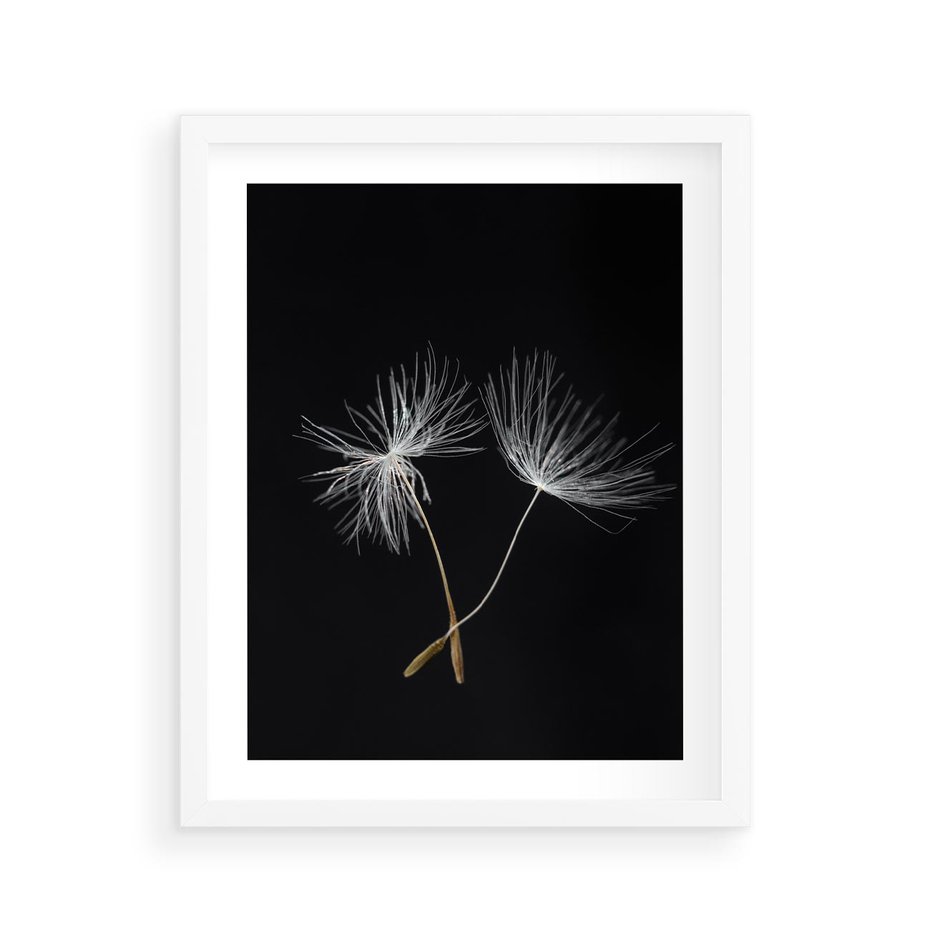 Plakat w ramie 40x50 - Delikatność Wiatru - dmuchawce, makro - rama biała